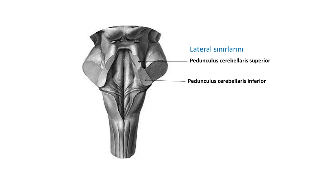 lateral s n rlar n