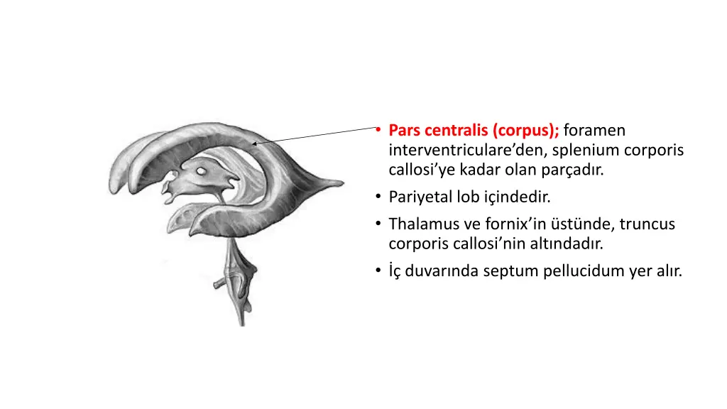 pars centralis corpus foramen interventriculare