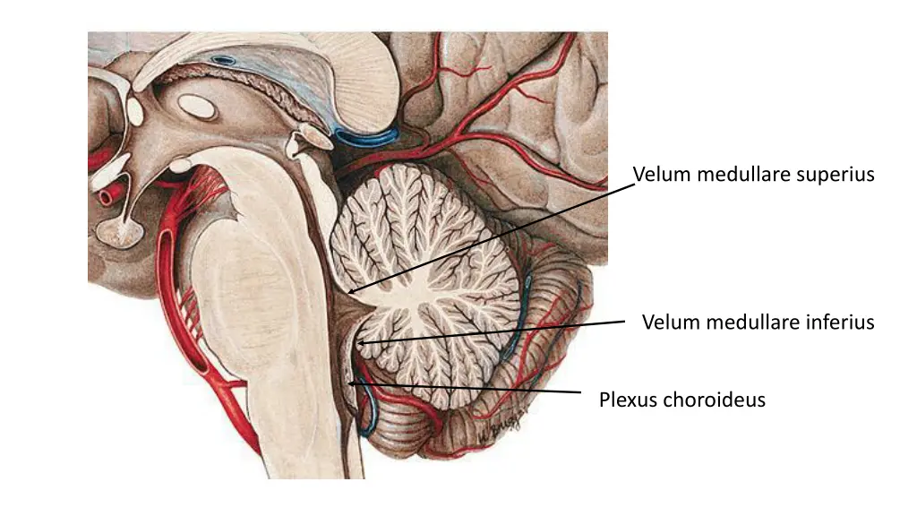 velum medullare superius