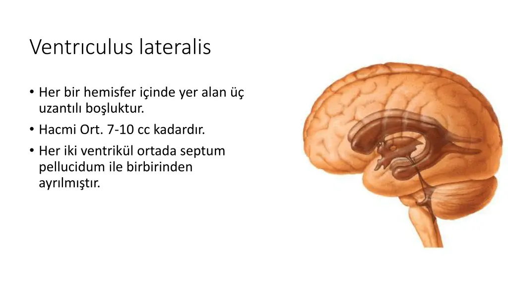 ventr culus lateralis