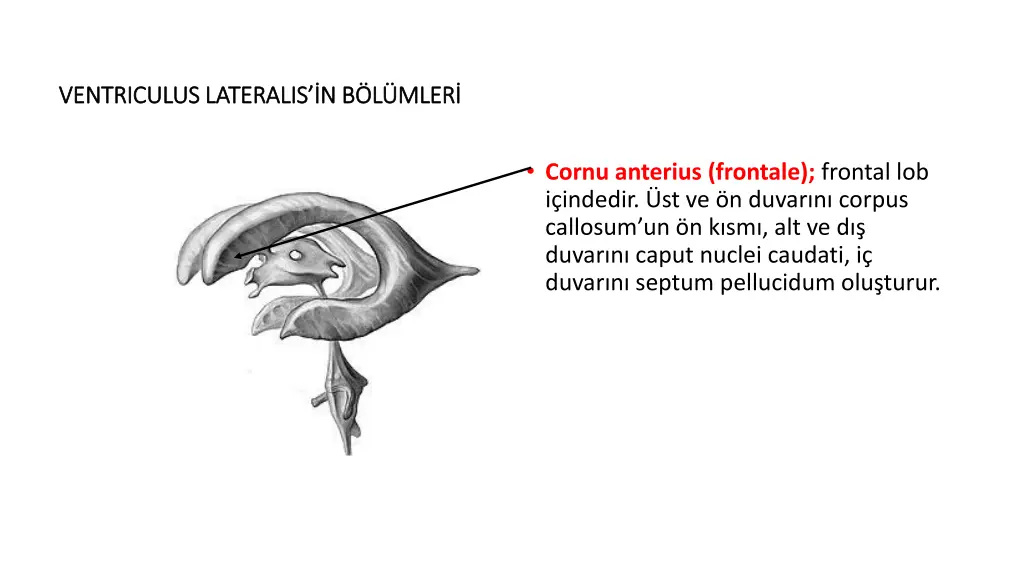 ventriculus lateralis n b l mler ventriculus