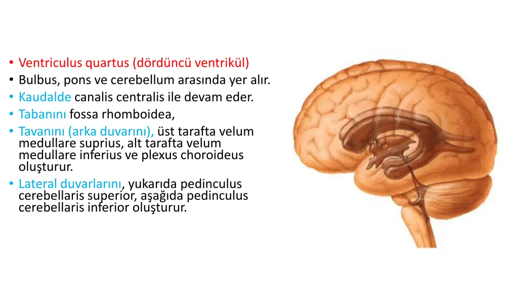 ventriculus quartus d rd nc ventrik l bulbus pons