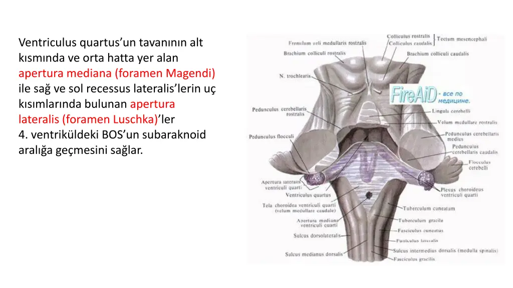 ventriculus quartus un tavan