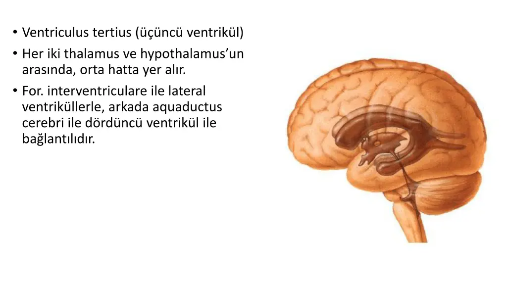 ventriculus tertius nc ventrik l her iki thalamus