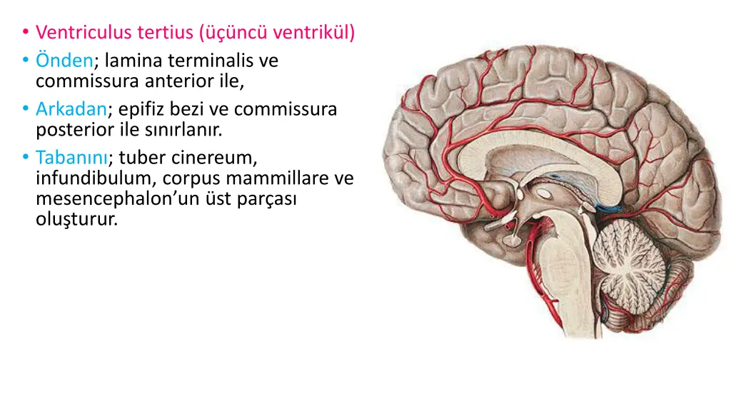 ventriculus tertius nc ventrik l nden lamina