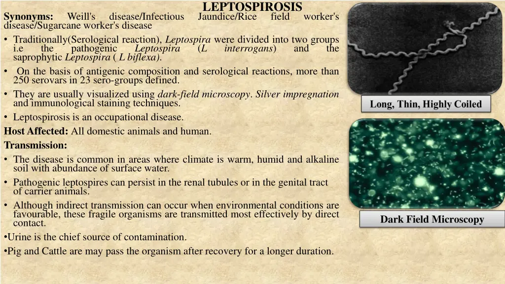 leptospirosis jaundice rice