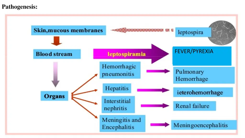 pathogenesis 1