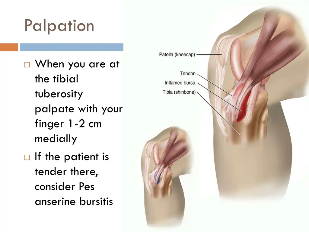 palpation 4