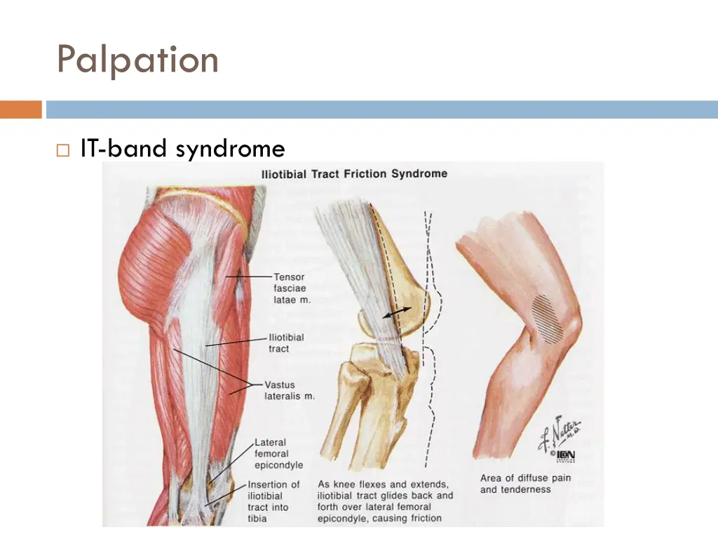 palpation 6