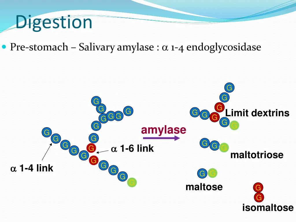 digestion