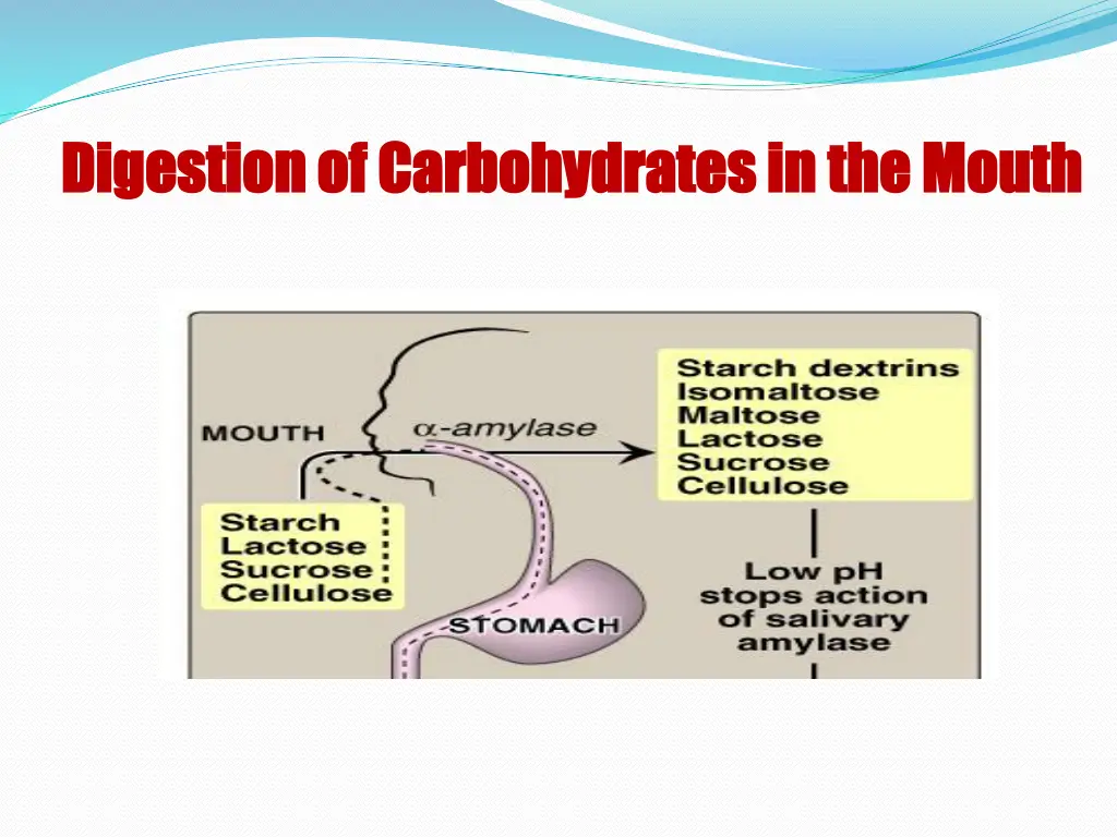 digestion of carbohydrates in the mouth digestion
