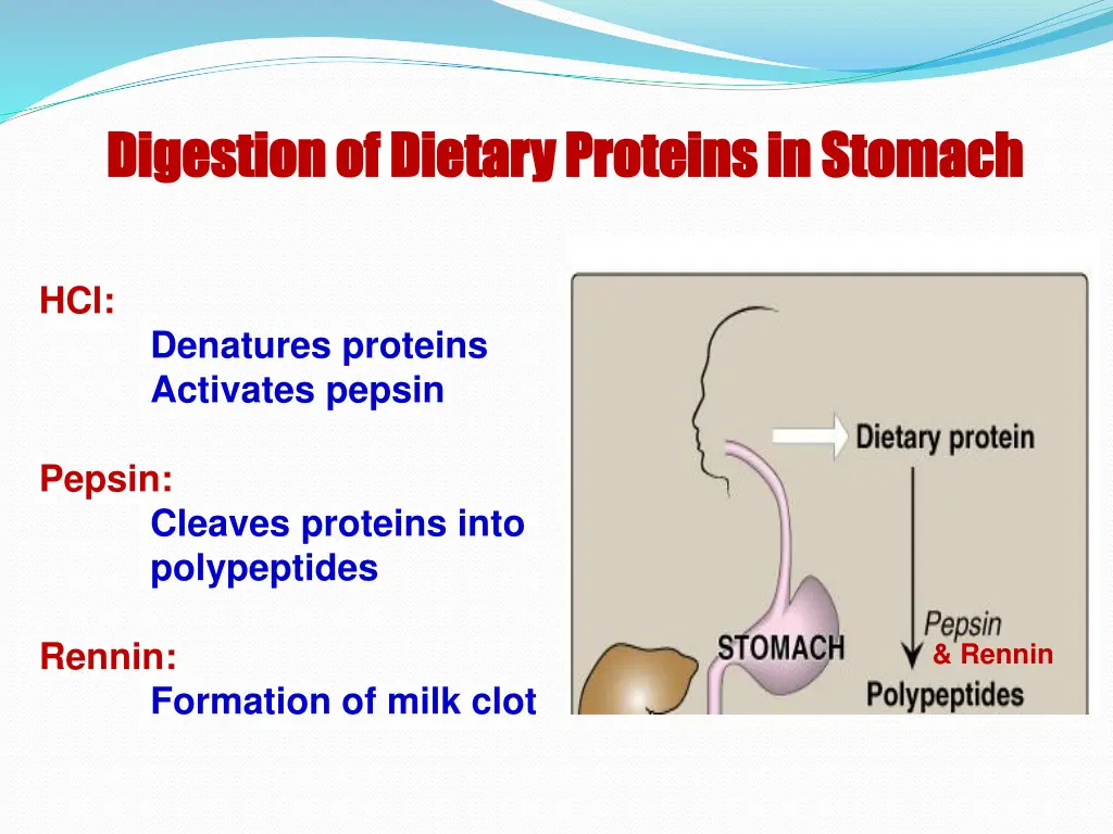 digestion of dietary proteins in stomach