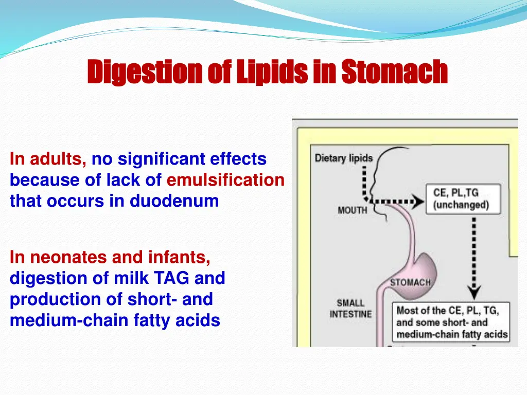 digestion of lipids in stomach digestion