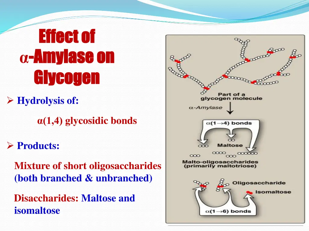 effect of effect of amylase on amylase