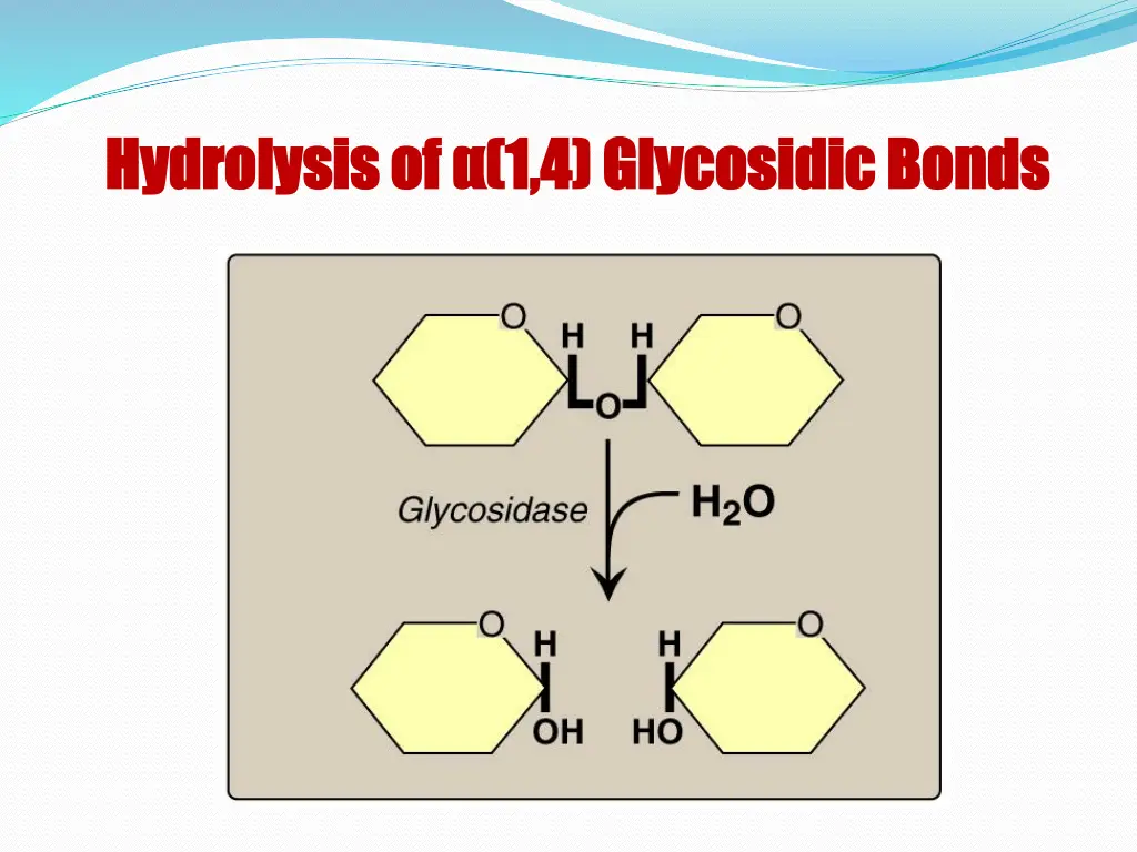 hydrolysis of 1 4 glycosidic bonds hydrolysis