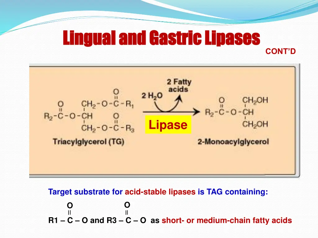 lingual and gastric lipases lingual and gastric 1