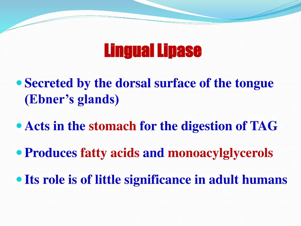 lingual lipase lingual lipase