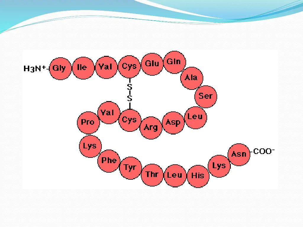 peptide protein structures primary secondary