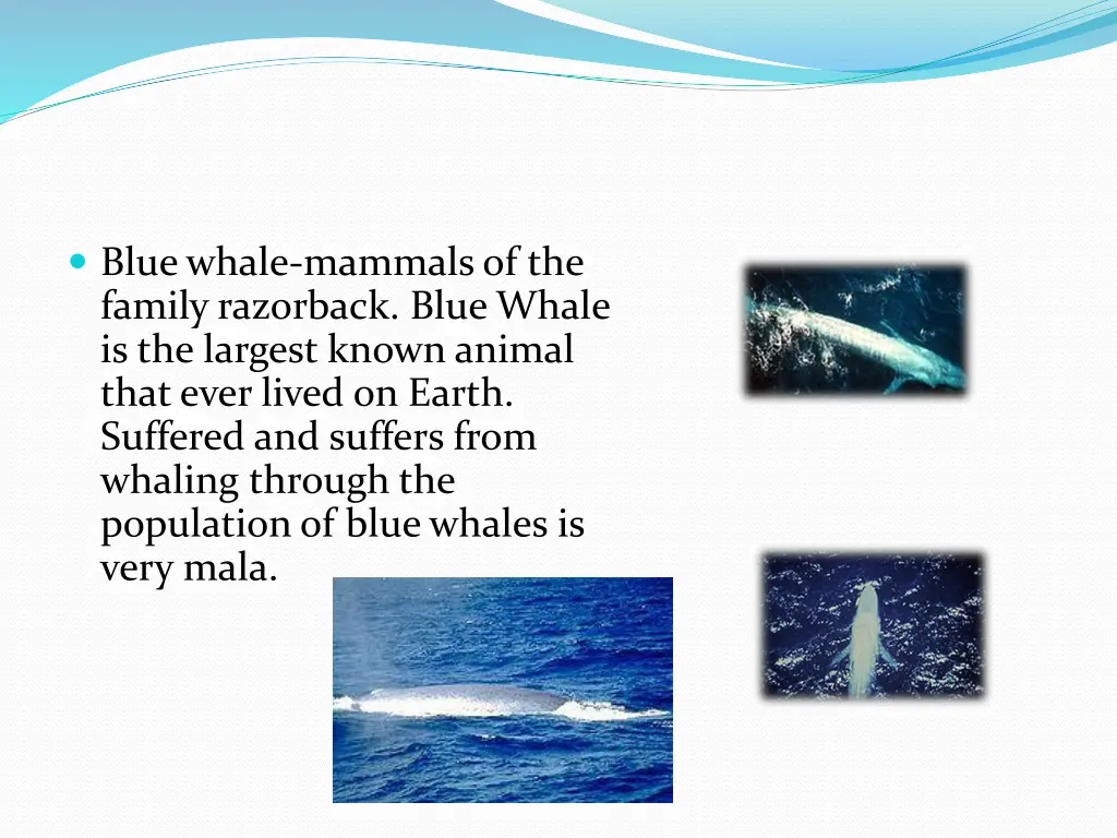 blue whale mammals of the family razorback blue