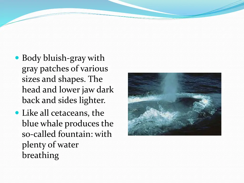 body bluish gray with gray patches of various