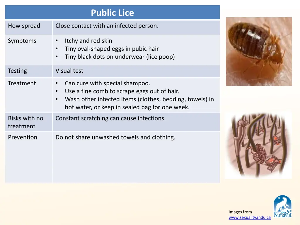 public lice