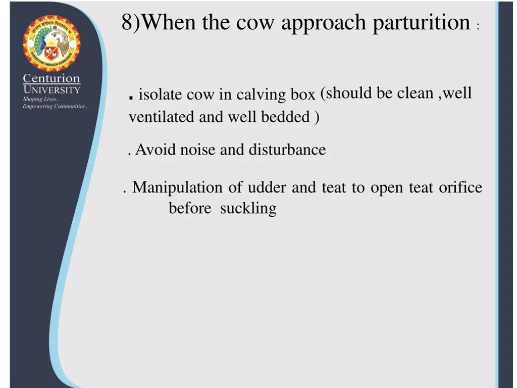 8 when the cow approach parturition