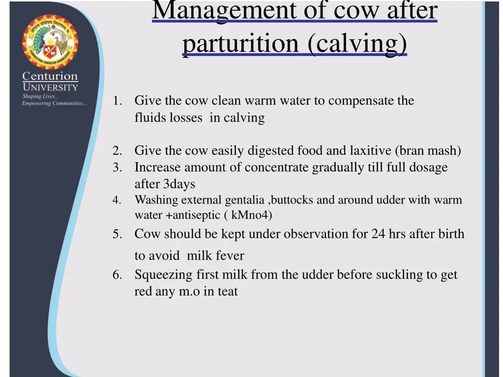 management of cow after parturition calving
