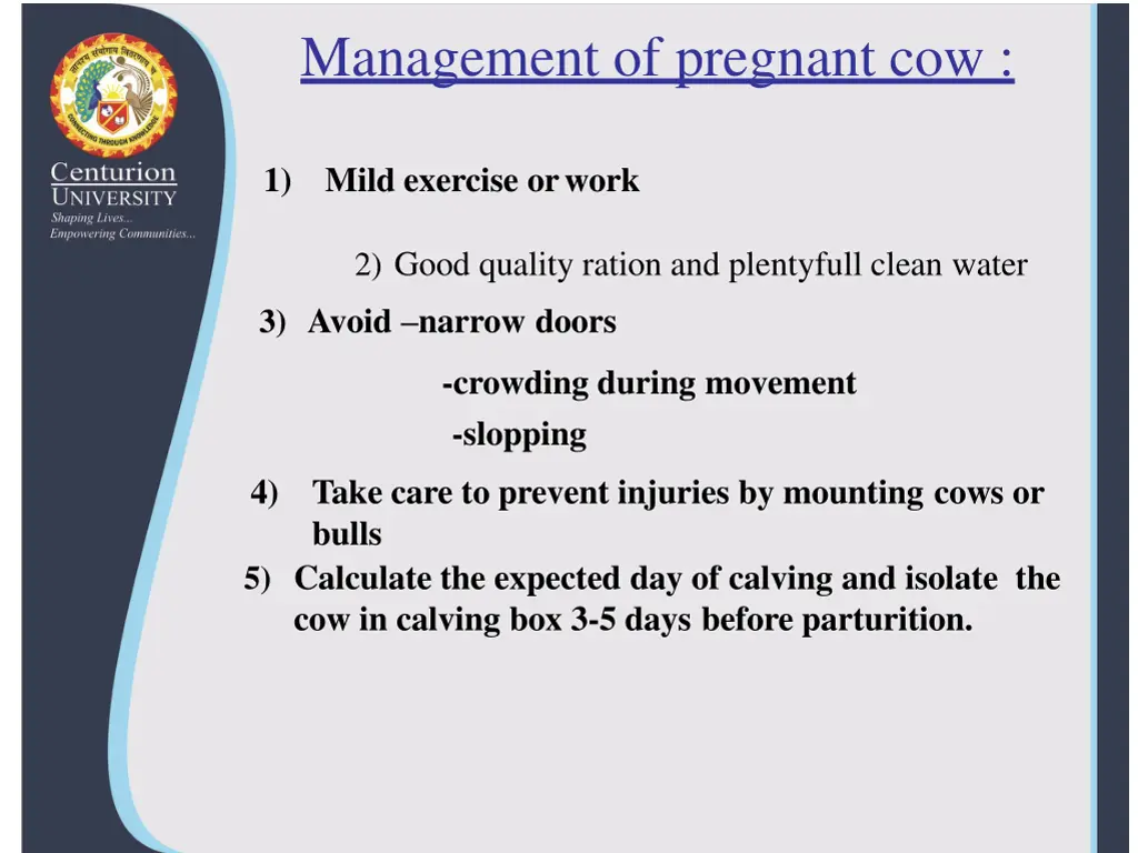 management of pregnant cow 1