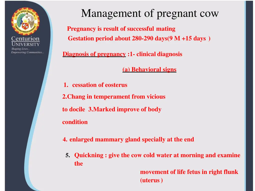 management of pregnant cow