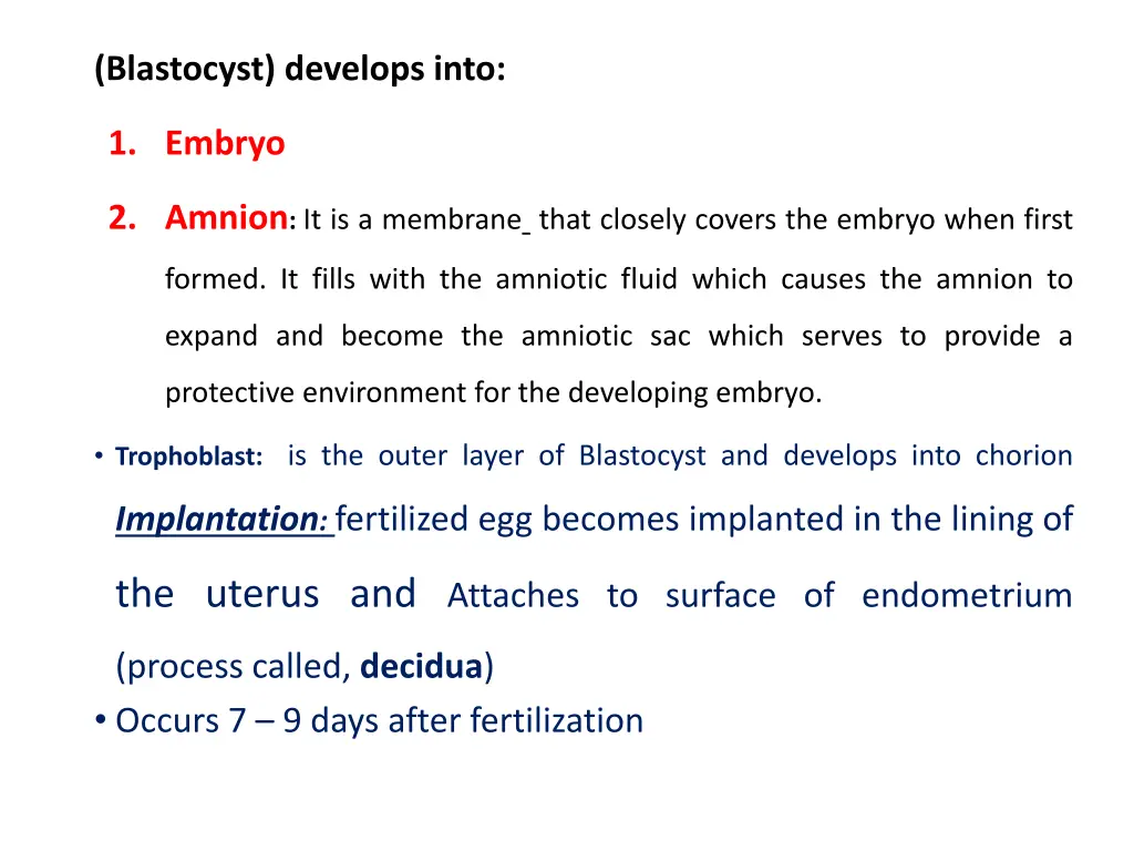 blastocyst develops into