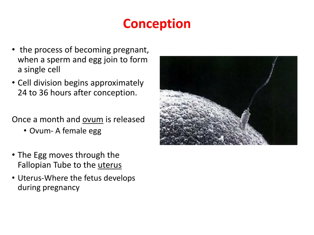 conception