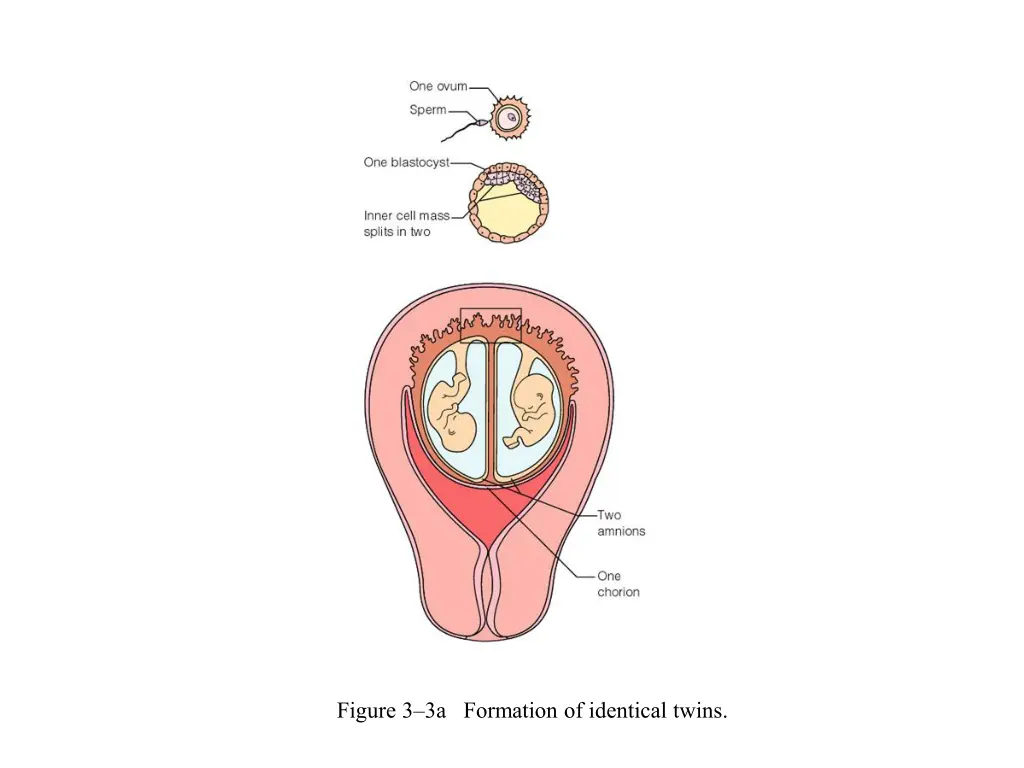 figure 3 3a formation of identical twins