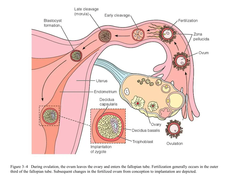 figure 3 4 during ovulation the ovum leaves