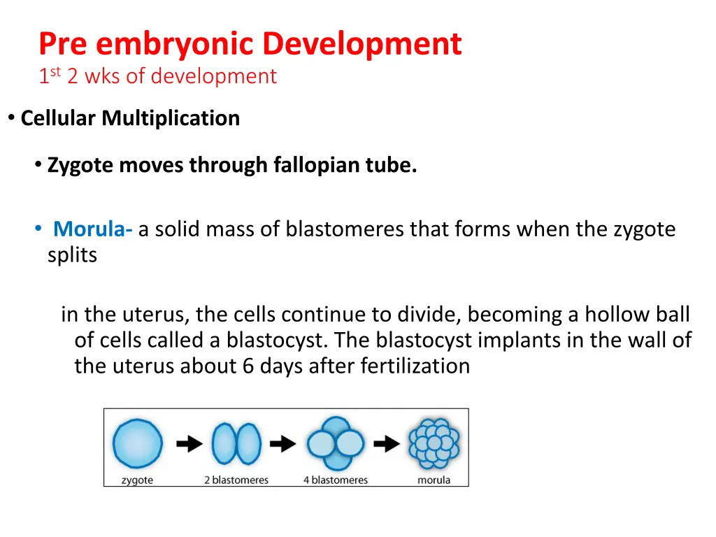 pre embryonic development