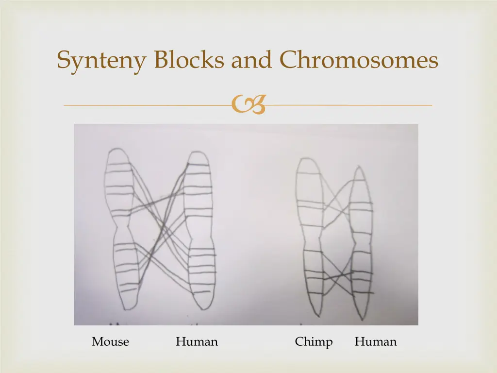 synteny blocks and chromosomes