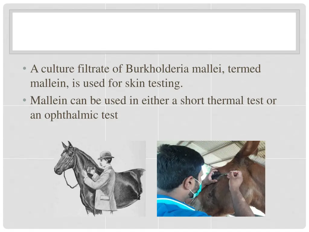a culture filtrate of burkholderia mallei termed