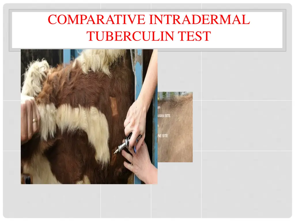 comparative intradermal tuberculin test 1