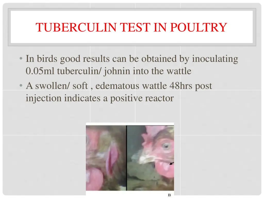 tuberculin test in poultry