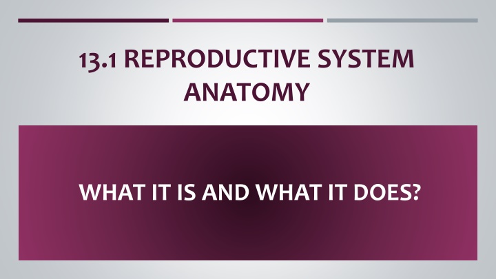 13 1 reproductive system anatomy