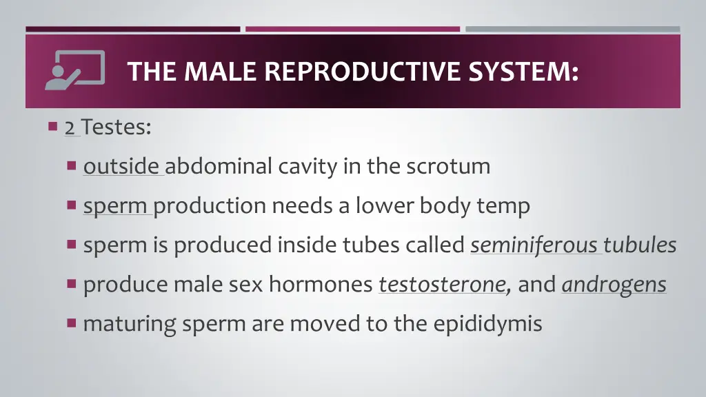 the male reproductive system 1