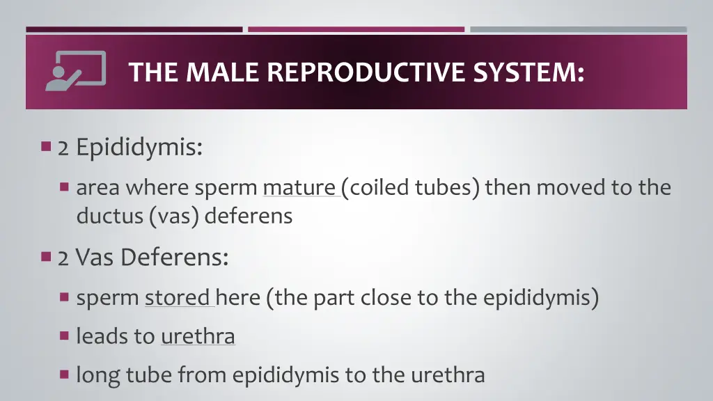 the male reproductive system 2