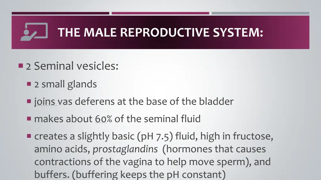 the male reproductive system 3