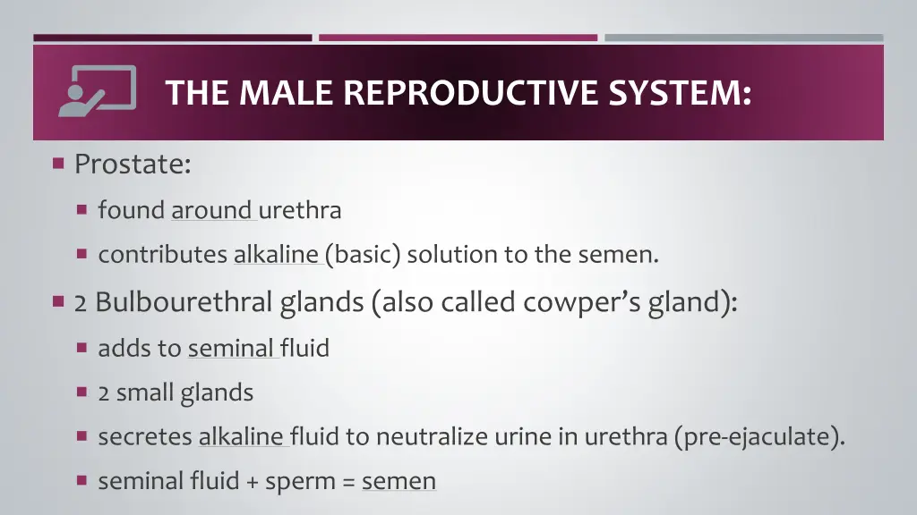 the male reproductive system 4