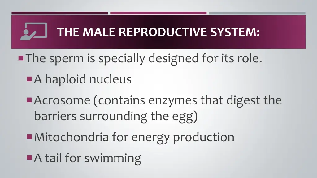 the male reproductive system 6
