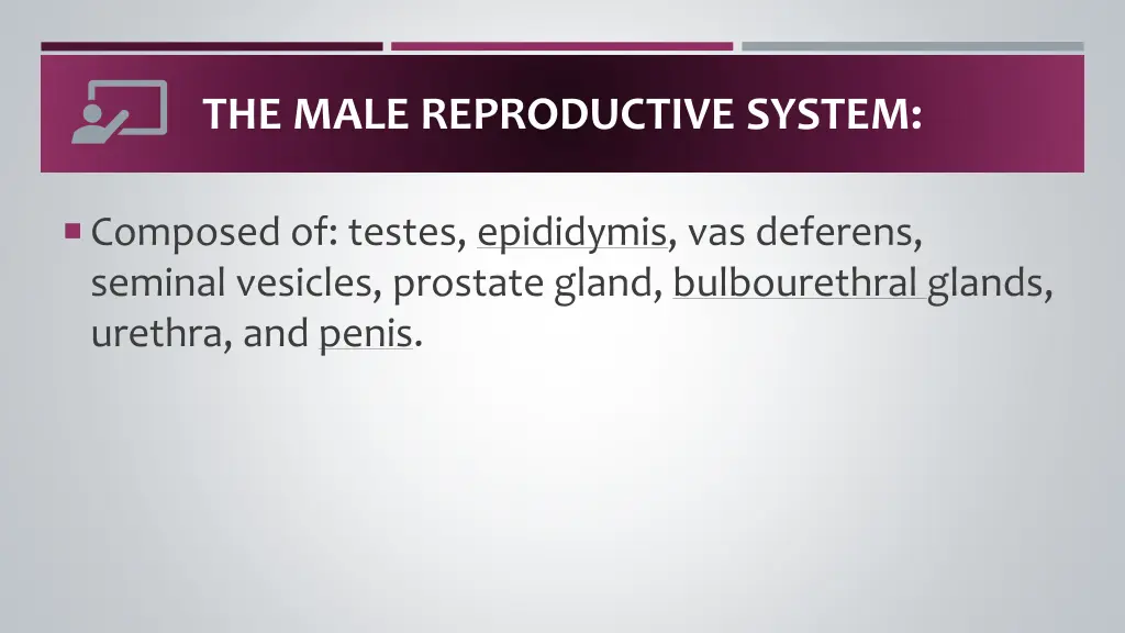 the male reproductive system