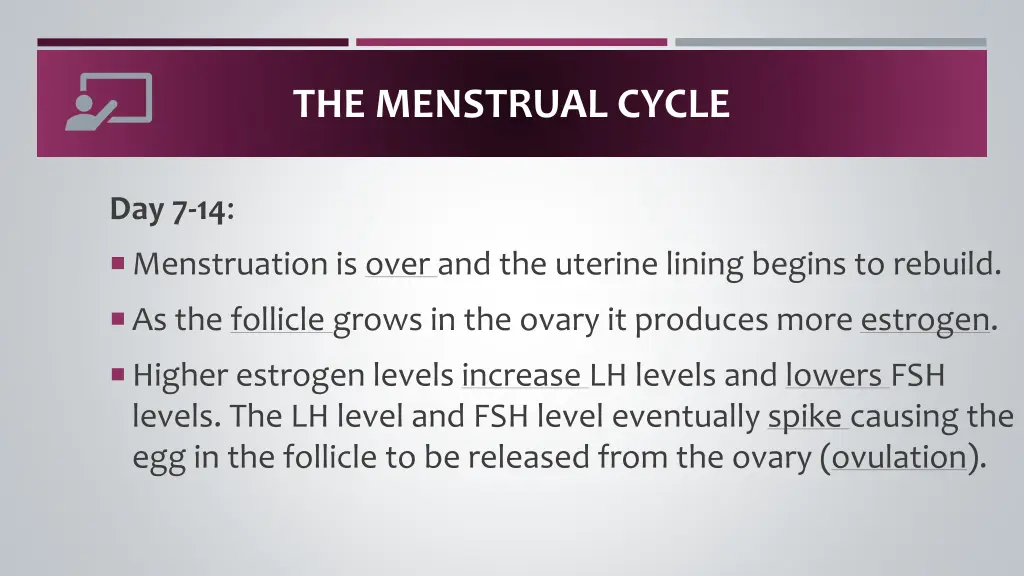 the menstrual cycle 3