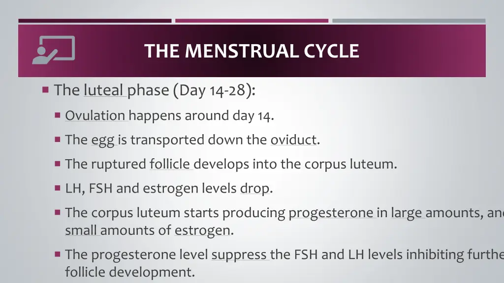 the menstrual cycle 4
