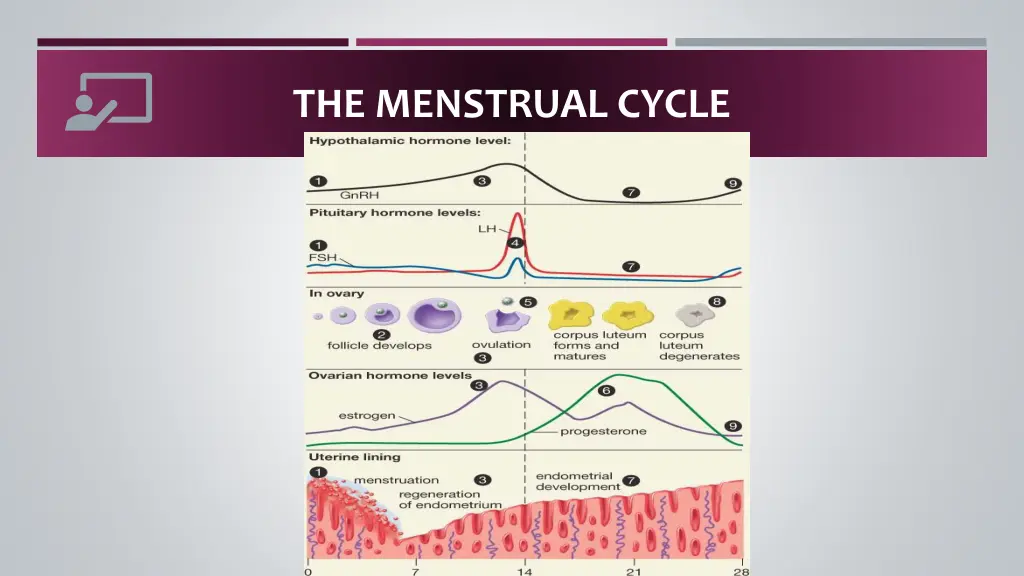 the menstrual cycle 6