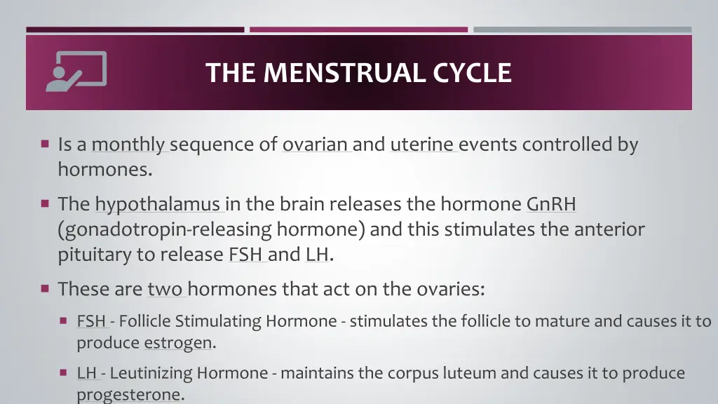 the menstrual cycle