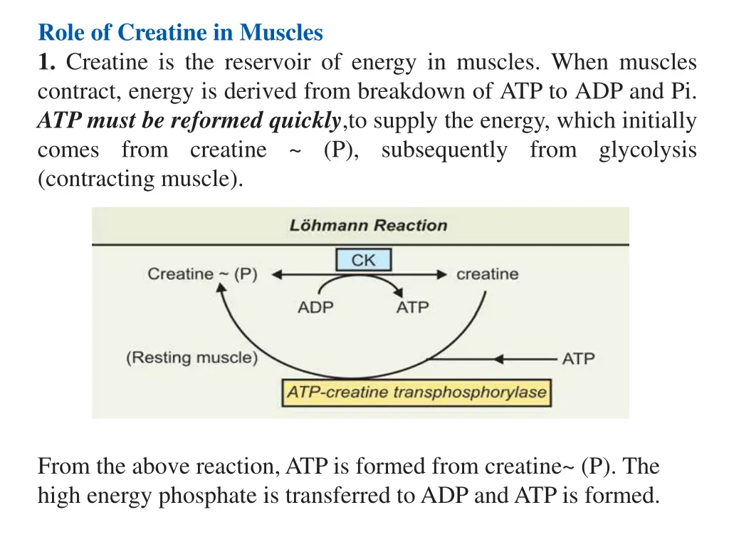 role of creatine in muscles 1 creatine